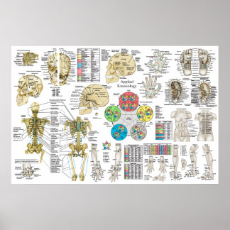 Applied Kinesiology Chiropractic Osteopath Poster