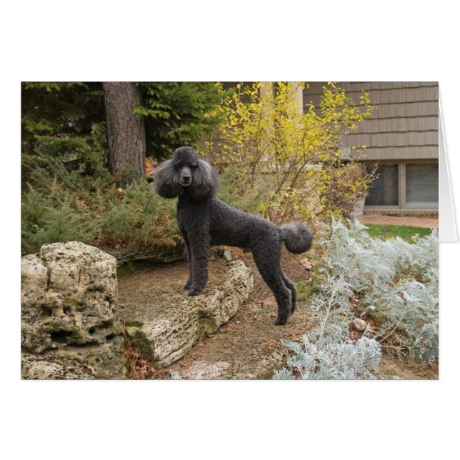 Apporte un peu de magie dans votre journée... (Devant horizontal)