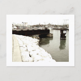 Approachable Wolf Post Card Print Postkarte