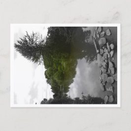 Approachable Wolf Post Card Print Postkarte