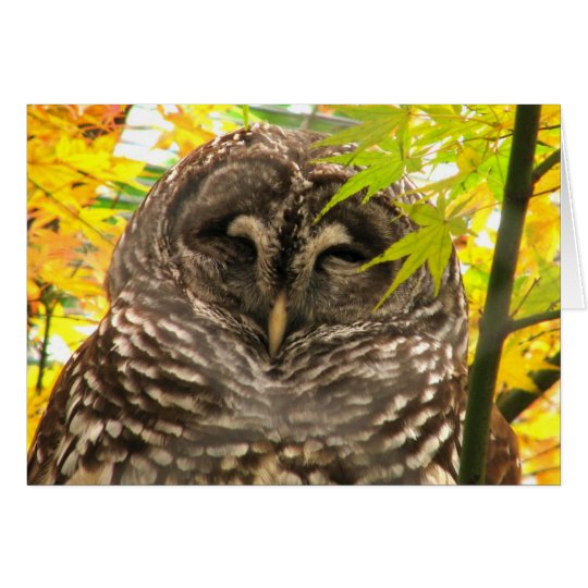 Appy Owlidays Karte