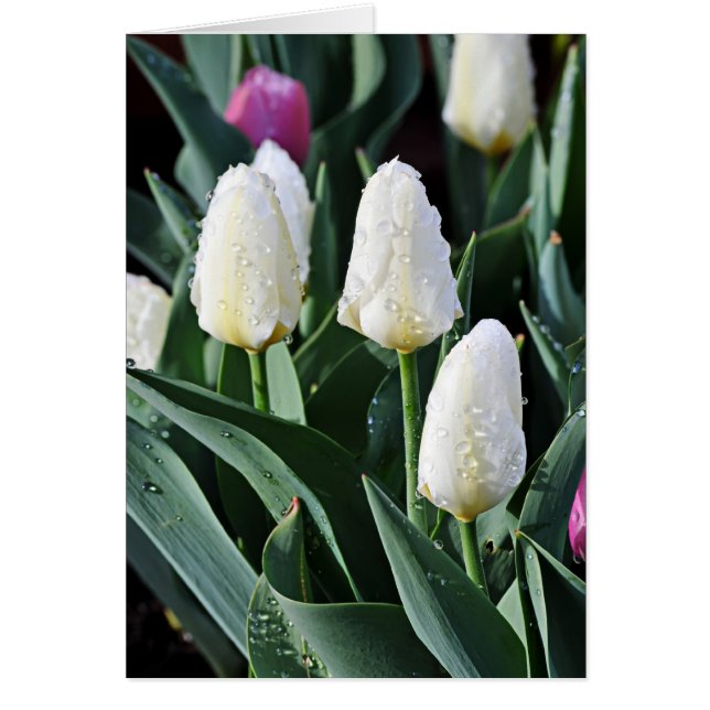 Après la tempête (Devant)