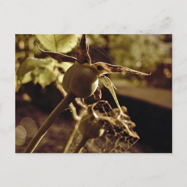 Après que l'Amour est parti.. Carte postale (Devant)