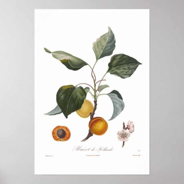 Apricot, Abricot de Hollande Poster (Vorne)