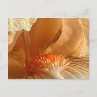 Apricot Bearded Iris Postkarte