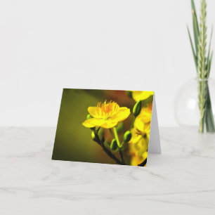 Apricot Blossom Jeden Anlaß Notecard Dankeskarte