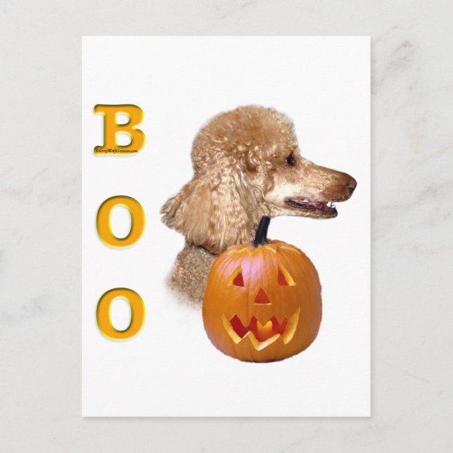 Apricot Coated Poodle Postkarte (Vorderseite)
