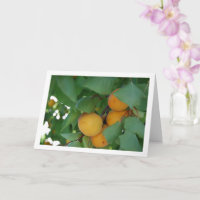 Apricot Fruit on Tree