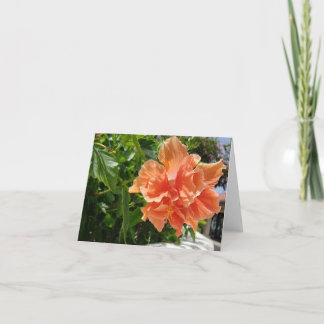 Apricot Hibiscus fleur tropicale carte blanche