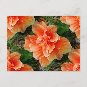 Apricot Hibiskus Tropische Blume Postkarte