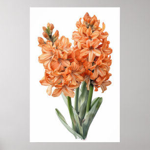 Apricot Hyacinth Blume Art Print Poster