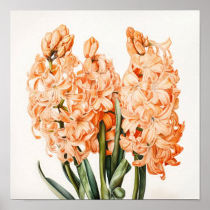 Apricot Hyacinth Blume Art Print Poster