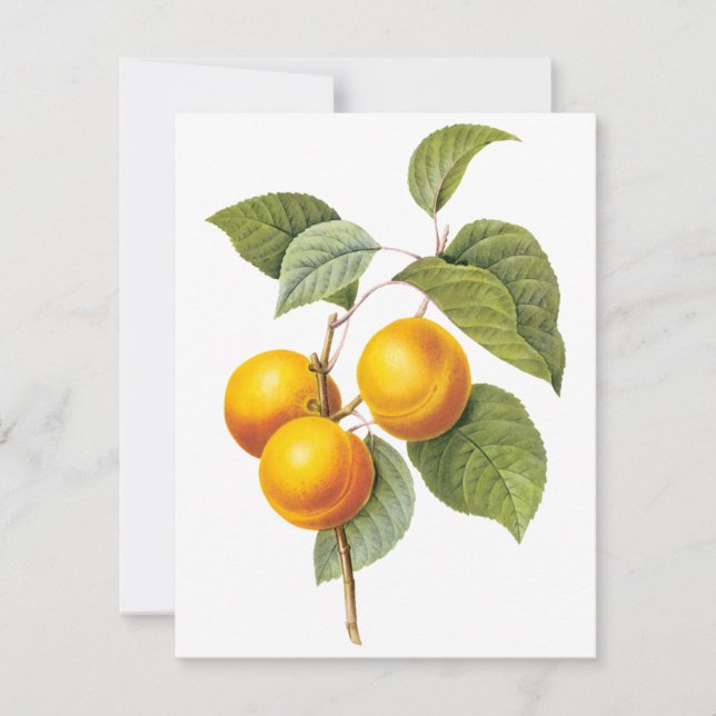 Apricot Peach par Pierre Redoute Invitation (Devant)