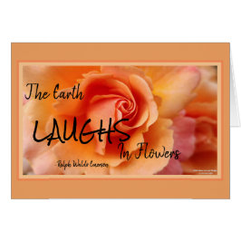 Apricot Peach Rose Blume Nah Up Foto