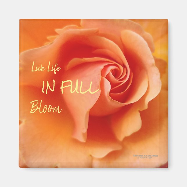 Apricot Peach Rose Blume Nah Up Foto Magnet (Vorne)