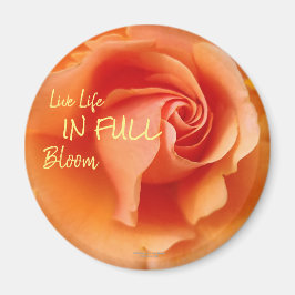 Apricot Peach Rose Blume Nah Up Foto Magnet