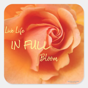 Apricot Peach Rose Blume Nah Up Foto Quadratischer Aufkleber