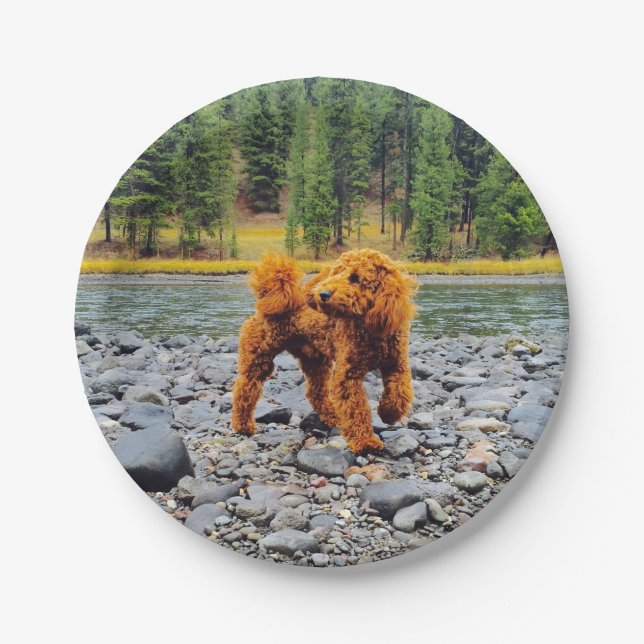 Apricot Poodle - individualisierbares Geschenk Pappteller (Vorderseite)