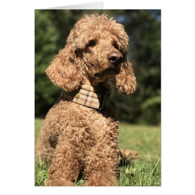 Apricot Poodle individuell anpassbar (Vorne)