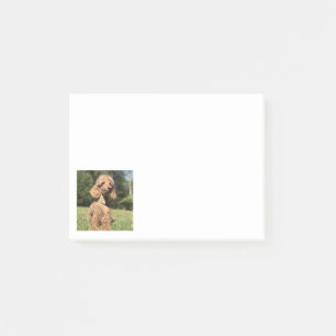Apricot Poodle individuell anpassbar Post-it Klebezettel