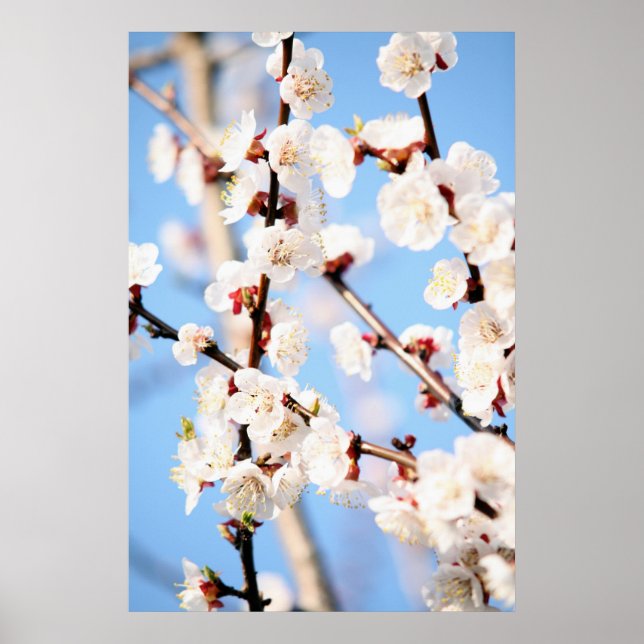 Apricot Poster (Vorne)