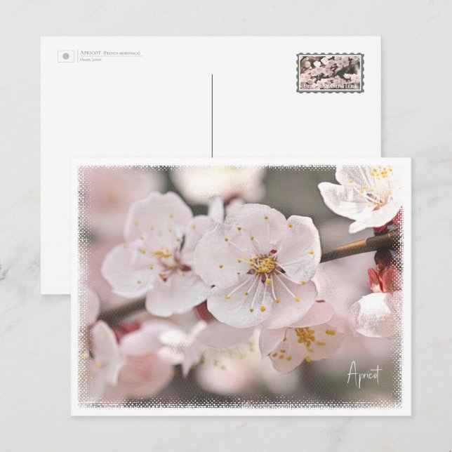 Apricot Postkarte (Vorne/Hinten)