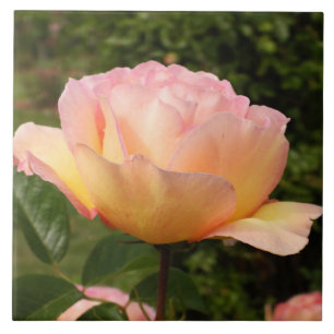 Apricot-Rose Fliese