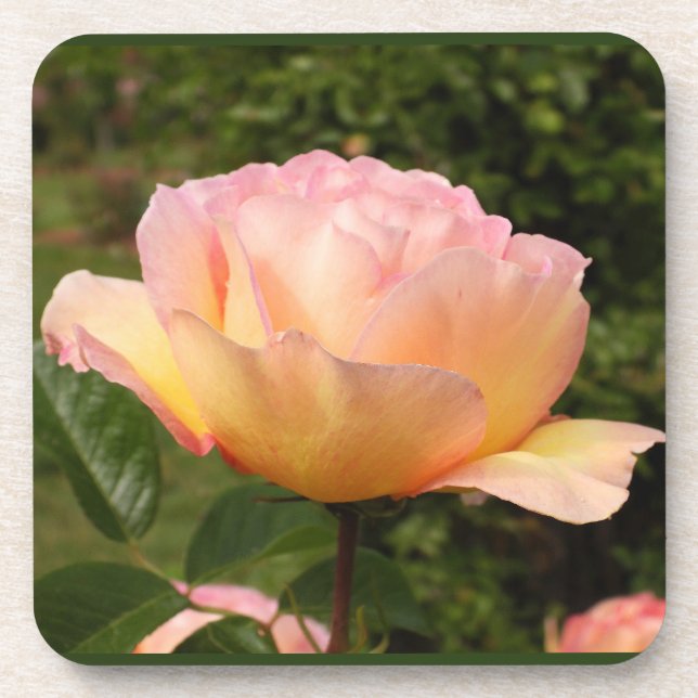 Apricot-Rose Getränkeuntersetzer (Vorderseite)