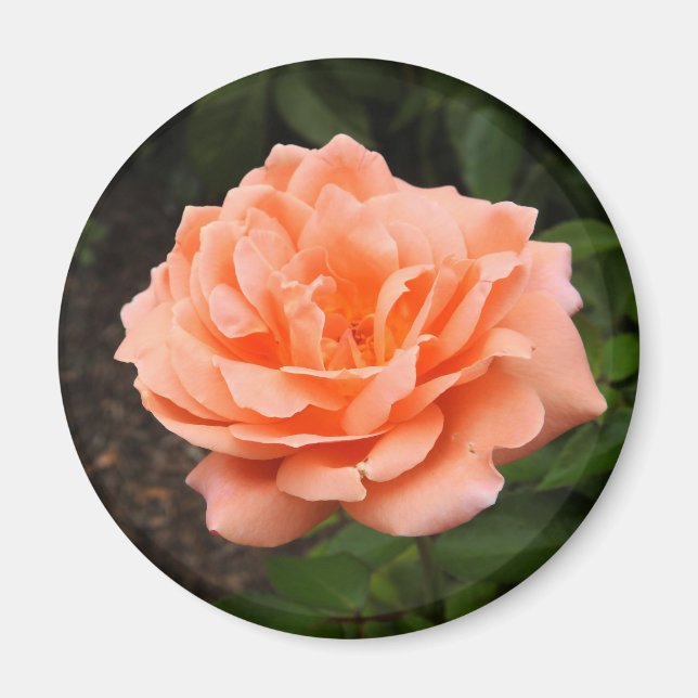 Apricot Rose Magnet (Vorne)