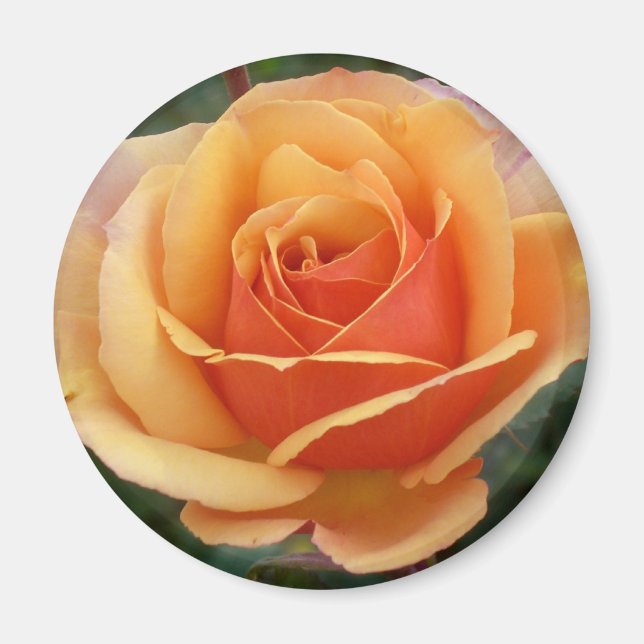 Apricot Rose Magnet (Vorne)
