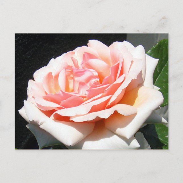 Apricot-Rose Postkarte (Vorderseite)