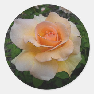 Apricot-Rose Runder Aufkleber