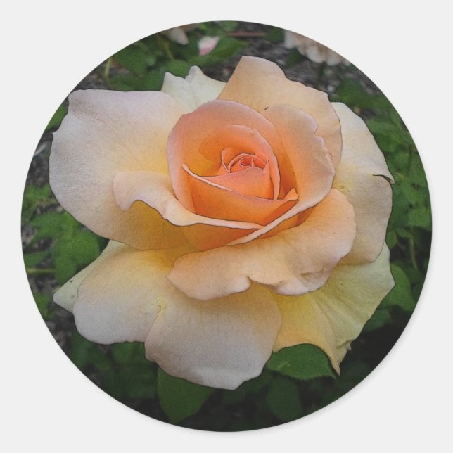 Apricot-Rose Runder Aufkleber (Vorderseite)