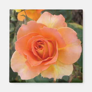 Apricot Rose Square Magnet