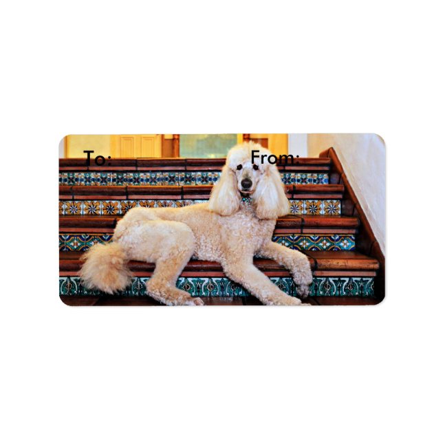 Apricot Standard Poodle - Bocelli Adressaufkleber (Vorne)
