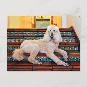 Apricot Standard Poodle - Bocelli Postkarte