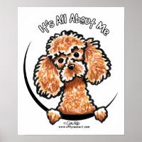 Apricot Toy Miniature Poodle IAAM