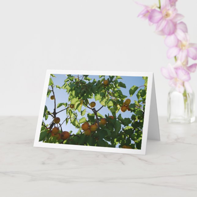 Apricot Tree Blue Sky Portrait Karte (Orchidee)