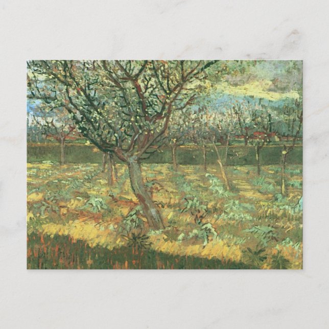 Apricot Trees in Blossom, Vincent van Gogh Postkarte (Vorderseite)