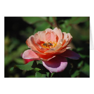 Apricot und Lavender Rose mit Honeybeerkarte