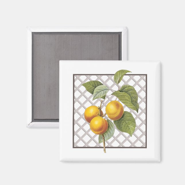 APRICOTS MAGNET (Vorderseite/Rückseite)