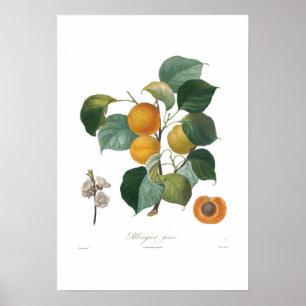 Aprikose-Albergia Franken Poster