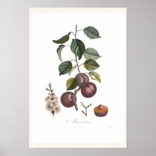 Aprikose Poster