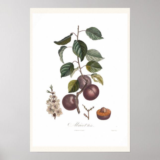 Aprikose Poster (Vorne)