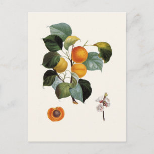 Aprikose Postkarte