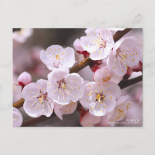 Aprikose/Postkarte Postkarte