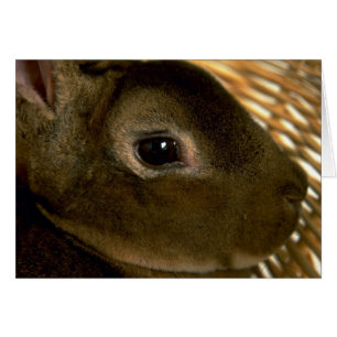 Aprikose Rex Kaninchen