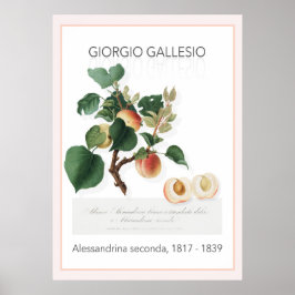 Aprikose, Vintages botanisches Illustrationspopste Poster