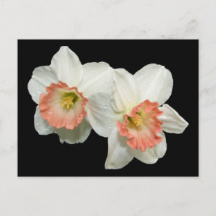 Aprikose/weiße Jonquillen/Affodien Postkarte