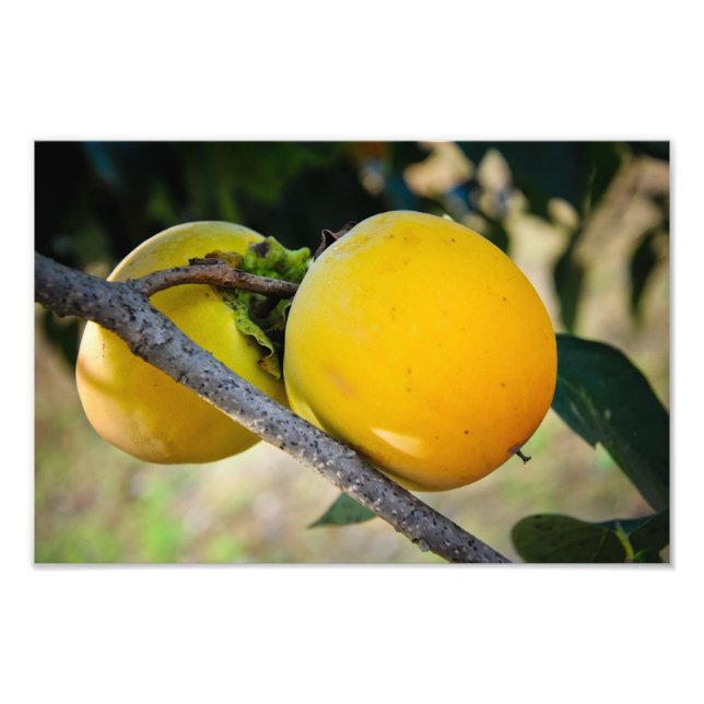 Aprikosen Fotodruck (Vorne)